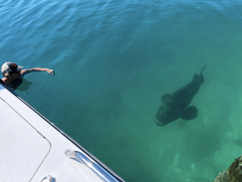 snorkeling tour spots fish
