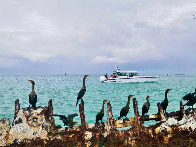 boat charter tour of birds on shipwreck