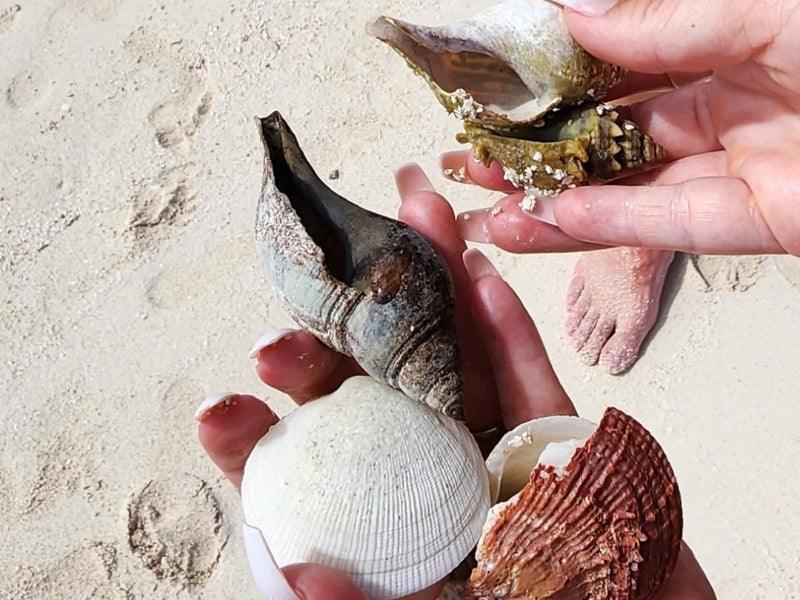 collecting seashells on beach boat charter
