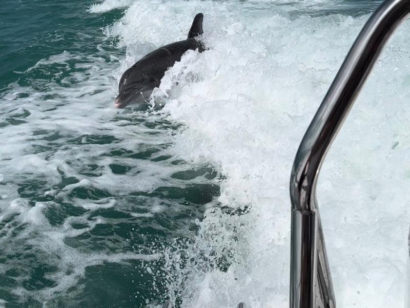 dolphin boat tour jumping out of water