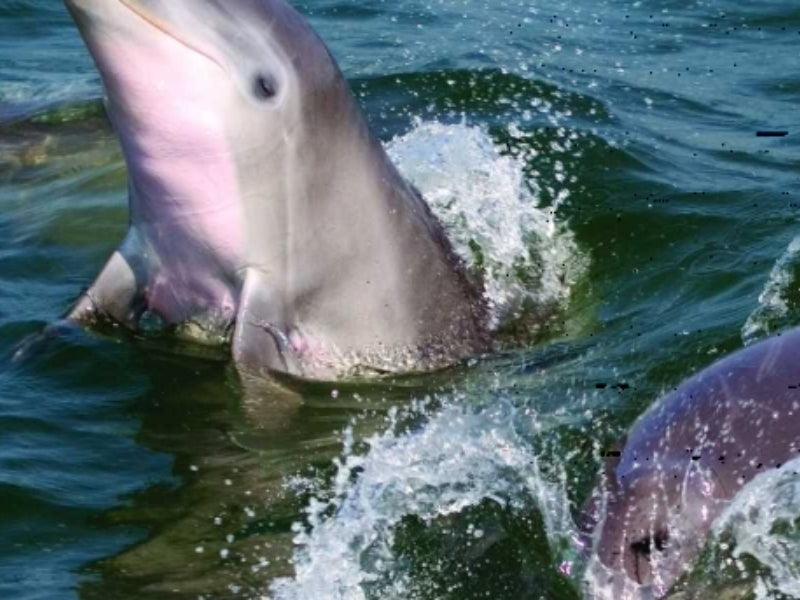 dolphin boat tour next to boat