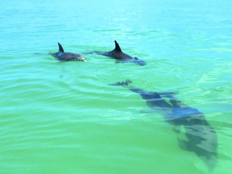 Dolphin snorkeling tour