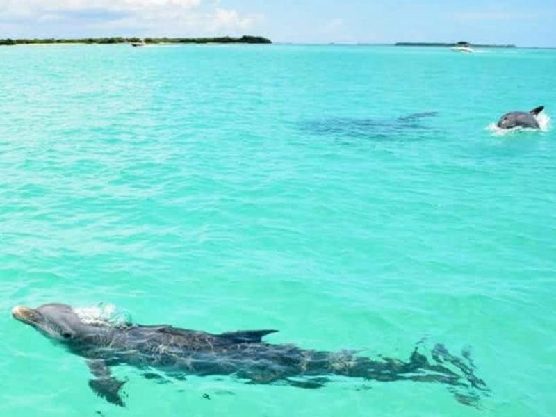 dolphin tour on boat charter