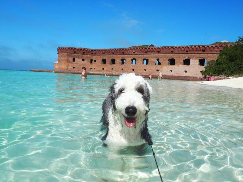 Dog in ocean by Dry Tortugas National Park