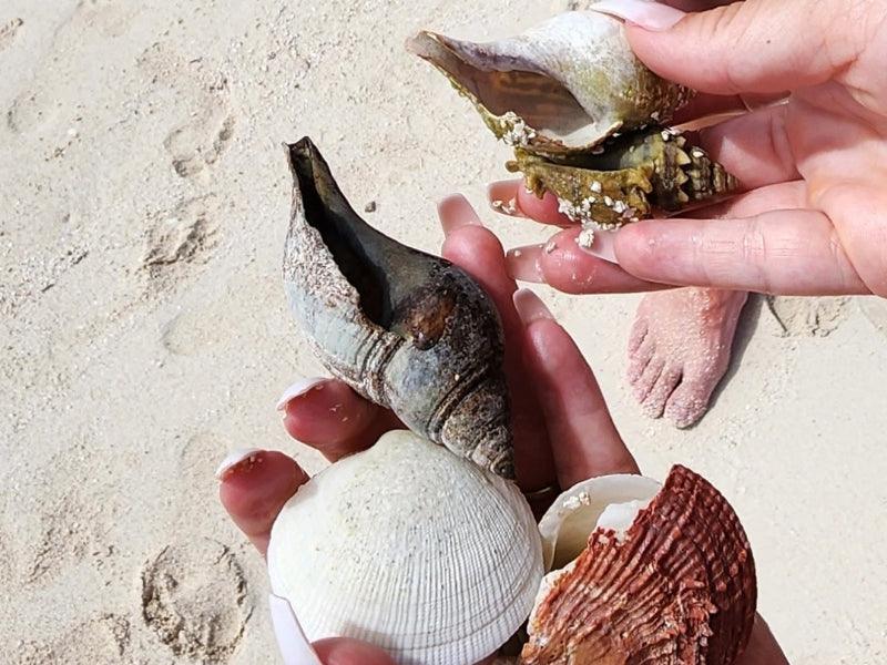 seashells on beach shore