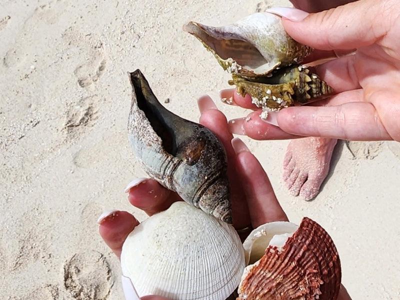 seashells on beach shore