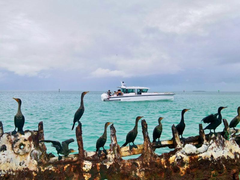 nature bird tour on shipwreck boat charter