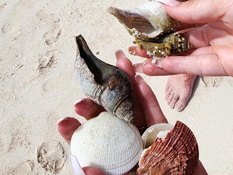 seashells on beach shore