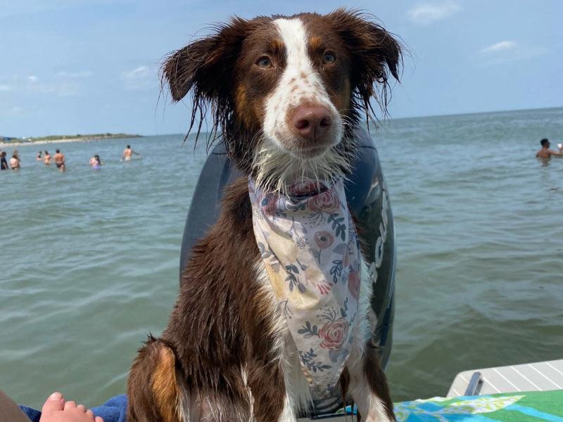dog friendly boat charter Key West