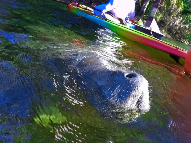 manatee close up on boat charter