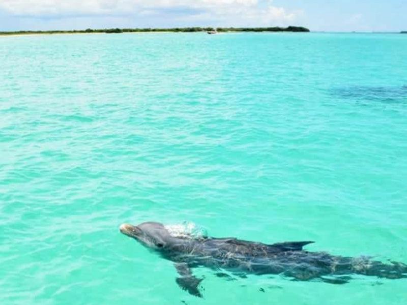 dolphin boat tour in Key West