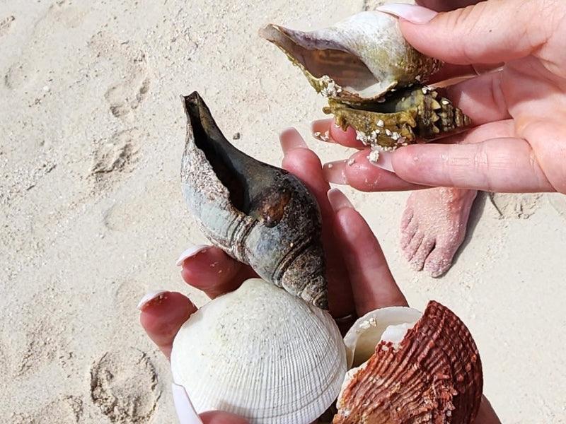 seashells on beach shore