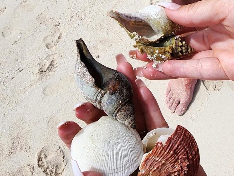 seashells on beach shore