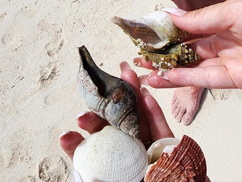 seashells on beach shore