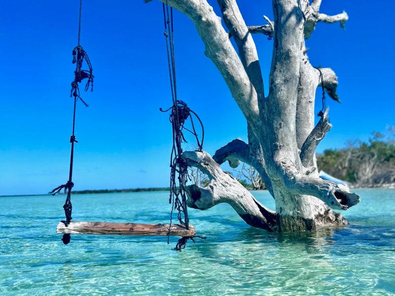 florida charters tree swing in ocean