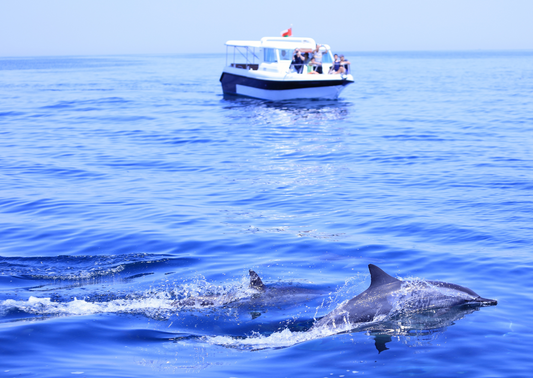 Dolphin Watching in Virginia Beach: Where and When to Catch the Best Views