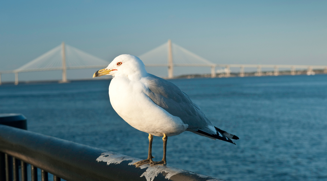 Wildlife You Might Spot on a Charleston Boat Tour (and the Best Time to See Them)