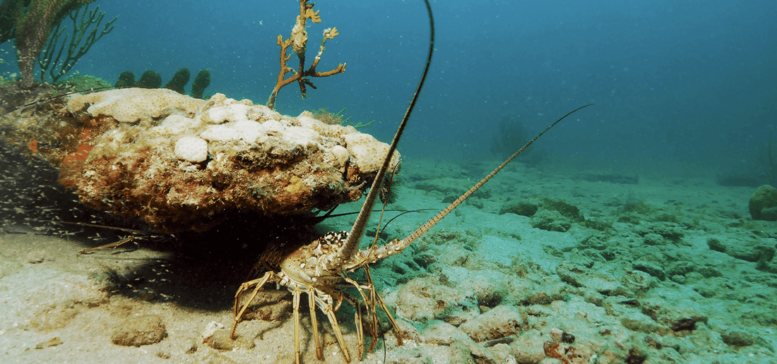 Mini Lobster Season