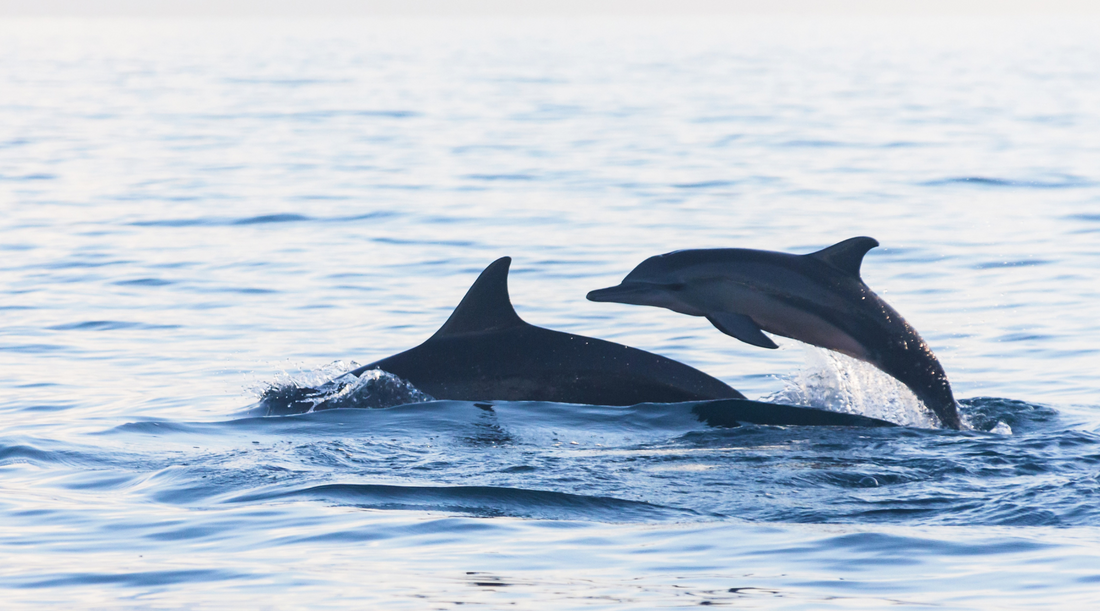 Dolphin-Watching in Clearwater: When & Where to Go