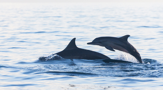 Dolphin-Watching in Clearwater: When & Where to Go