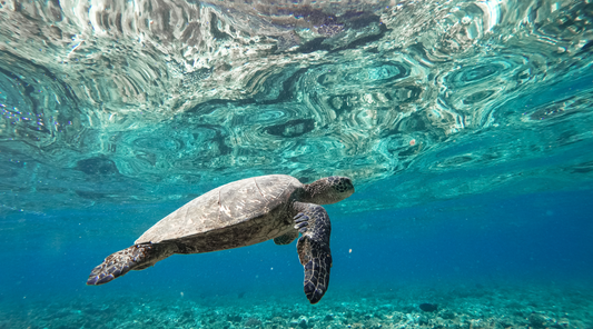 Where to Spot Dolphins & Sea Turtles on a Key West Charter