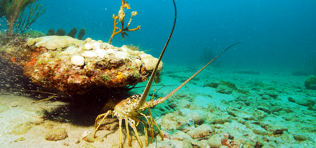 Lobster on the Seabed in the Florida Keys
