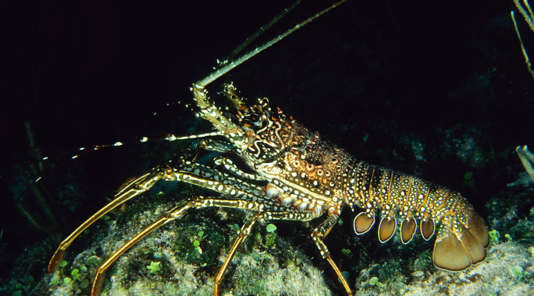 A Guide to Florida's Spiny Lobster Mini Season