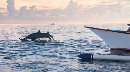 Half-Day Dolphin Cruise or Sunset Tour from St. Pete: Easy Escape for Visitors or Locals