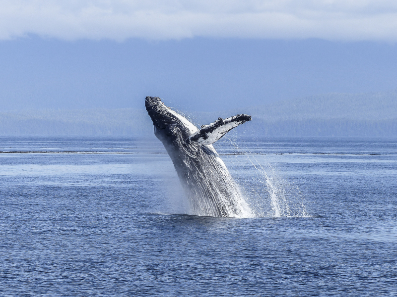 How to Go Whale Watching by Boat at Virginia Beach