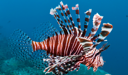 Emerald Coast Open Lionfish Tournament 2027