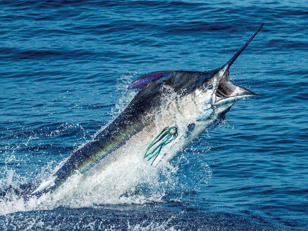 Fort Lauderdale Billfish Tournament 2027