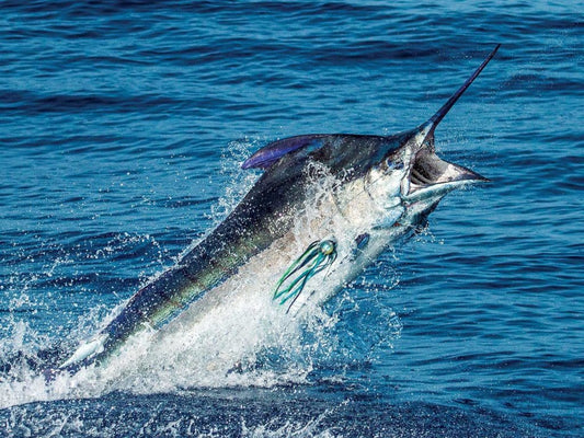 Fort Lauderdale Billfish Tournament 2027