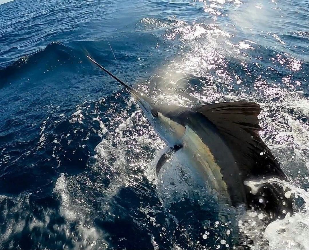 Reef Cup Invitational Sailfish Tournament