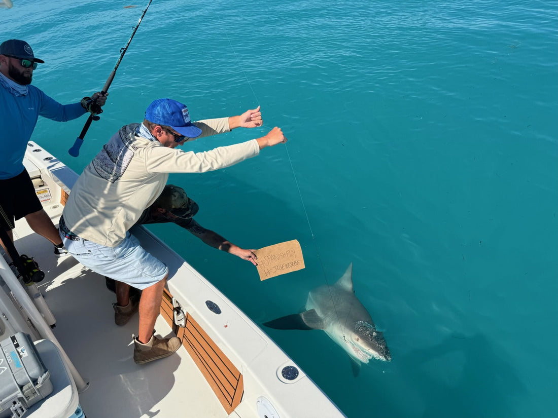 Spanish Fly Shark Tournament