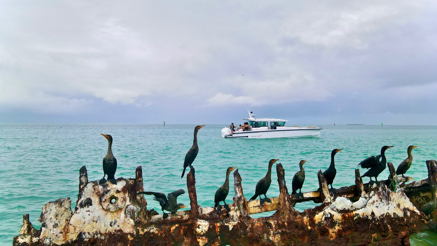 BOAT CHARTER IN KEY WEST VISITING SHIP WRECK THAT IS SAFE HAVEN FOR BIRDS