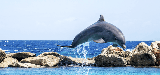 dolphin jumping out of ocean